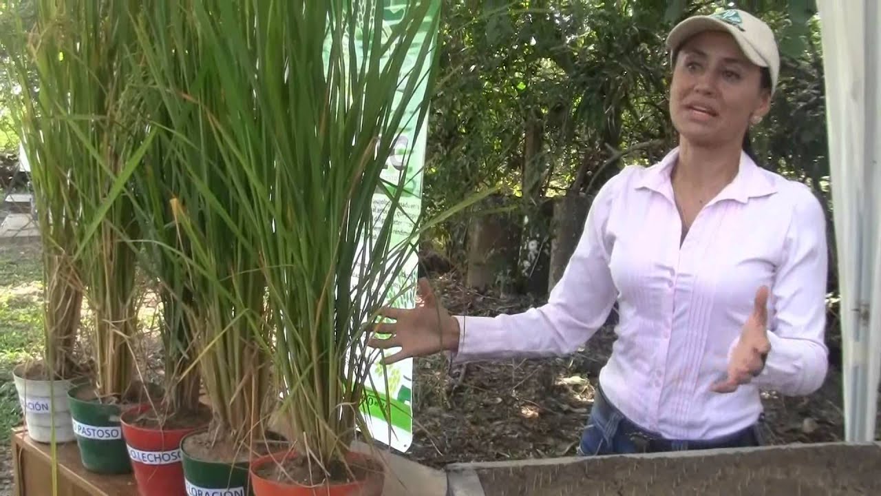 Cultivo del Arroz/mayores rendimientos/menores costos de producción