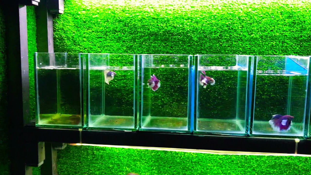 Ngô Thanh guppy | lên keo betta hm dumbo .0967028280