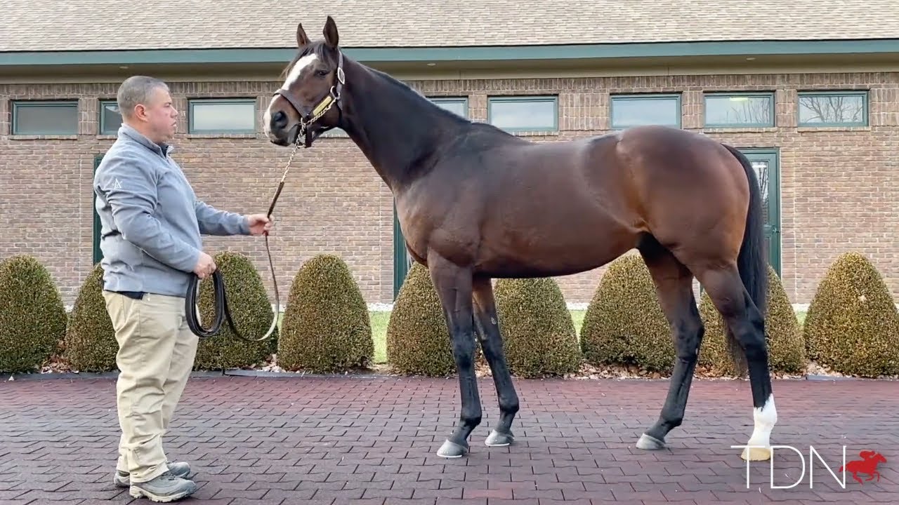 TDN New Stallions: Yoshida, at WinStar