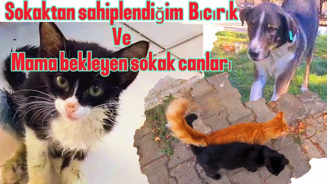 SOKAK CANLARINA KOŞULSUZ SEVGİ #sokakhayvanları#sokakkedileri#yasayıgeriçek 