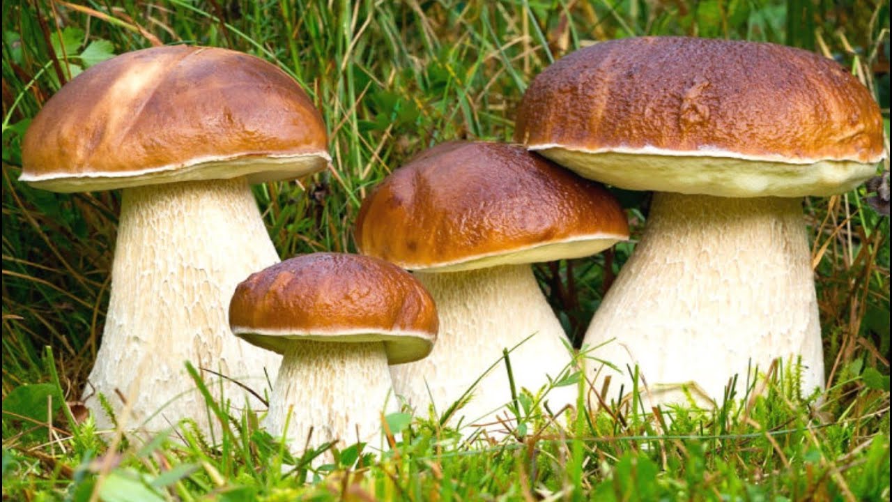 Boletus Edulis  The most beautiful mushrooms 🍄🌳🌲🥦