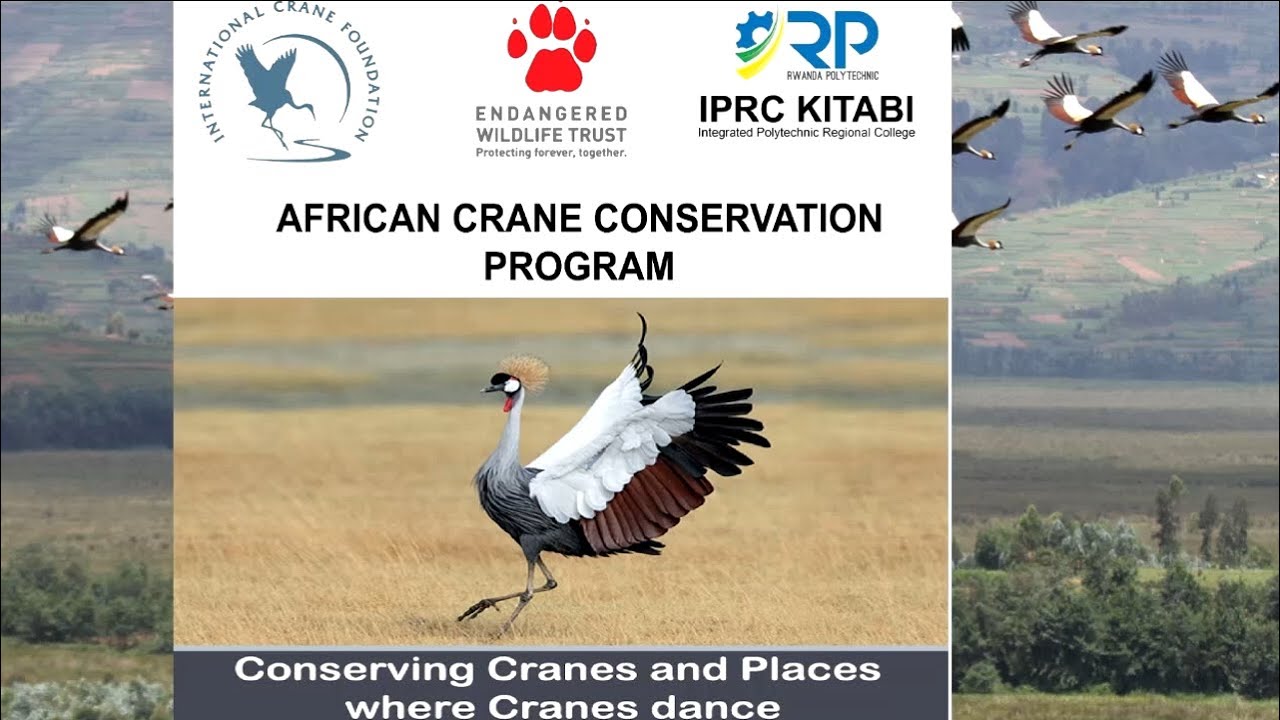 International Crane Foundation/Endangered Wildlife Trust project activities in Rwanda since 2012.