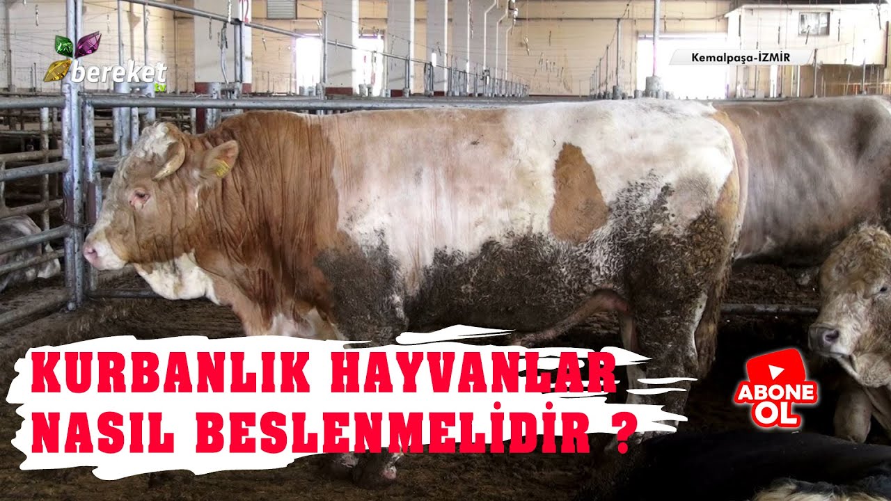 Kurbanlık Hayvanlar Nasıl Beslenmelidir ?