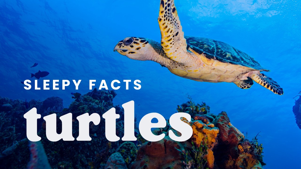 How Turtles Navigate Without Maps — and Other Calming Turtle Facts to Fall Asleep To