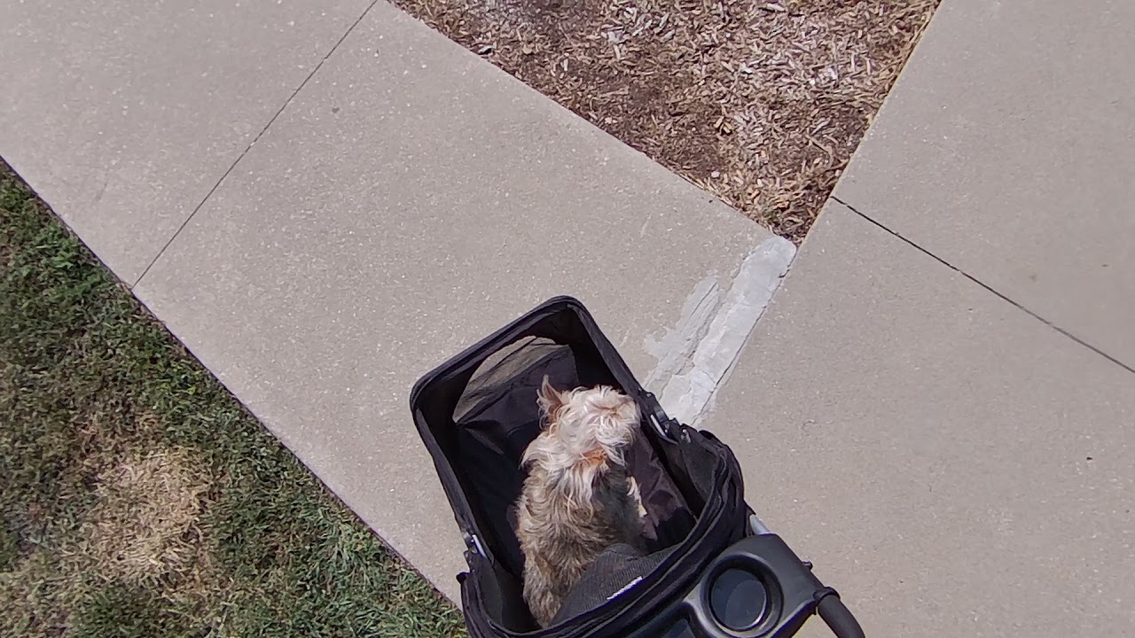 Sam's New Pet Stroller