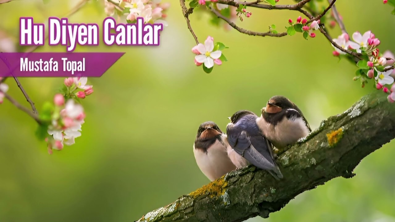 Hu Diyen Canlar -Mustafa Topal