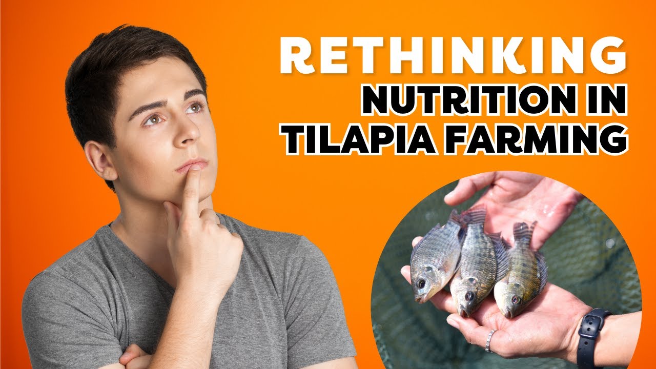 Plant Ingredients in Tilapia Feed