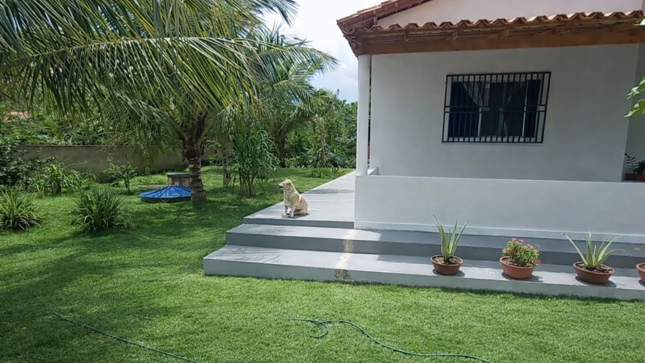JÁ FIZ UMA COLHEITA! E AGORA VEJAM COMO ESTÁ? 