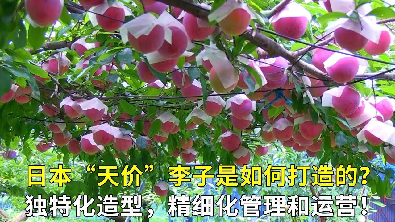 日本“天價”李子是如何打造的？獨特化造型，精細化管理和運營！