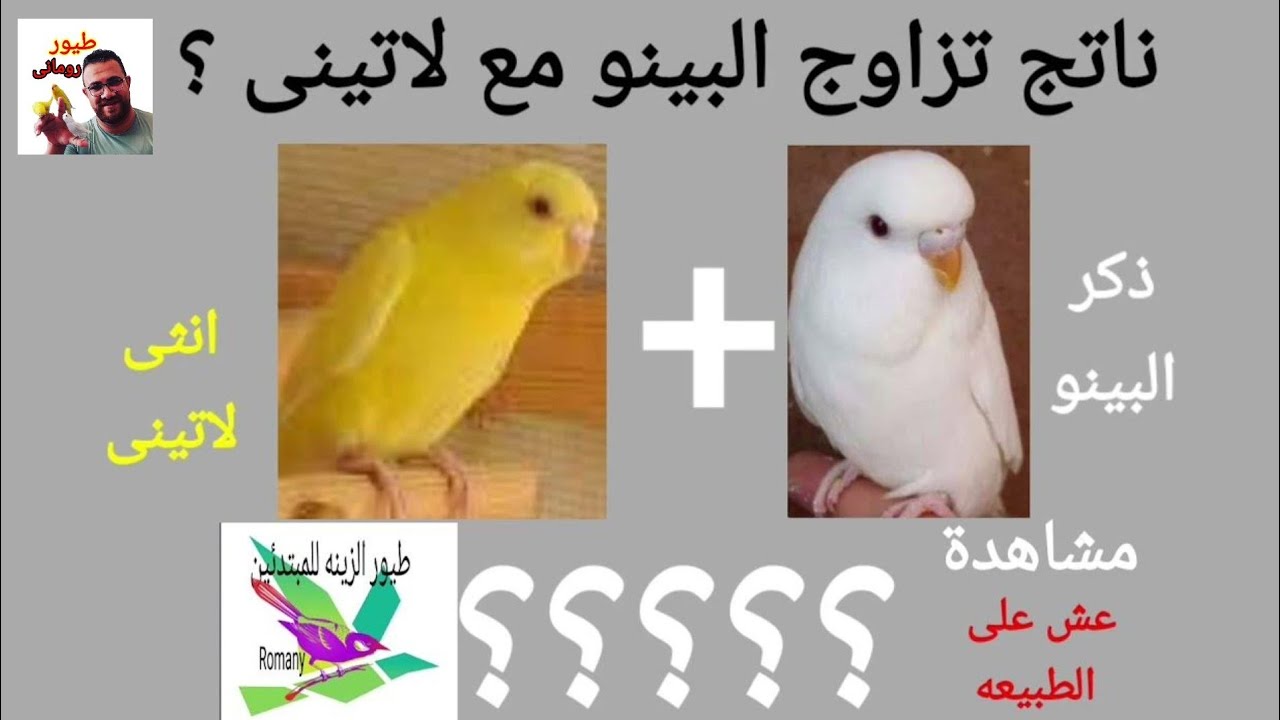 تزاوج البينو مع لاتينى ومشاهدة انتاجهم Albino mating with Lutino Budgie
