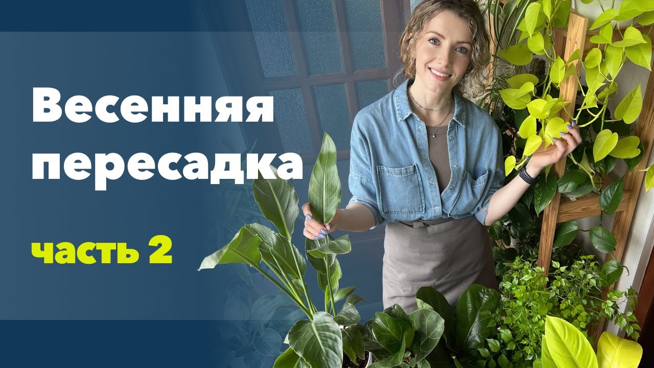 Большая пересадка комнатных растений (2 часть)