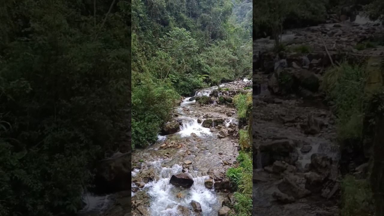 Birding in Machu Picchu Perú 