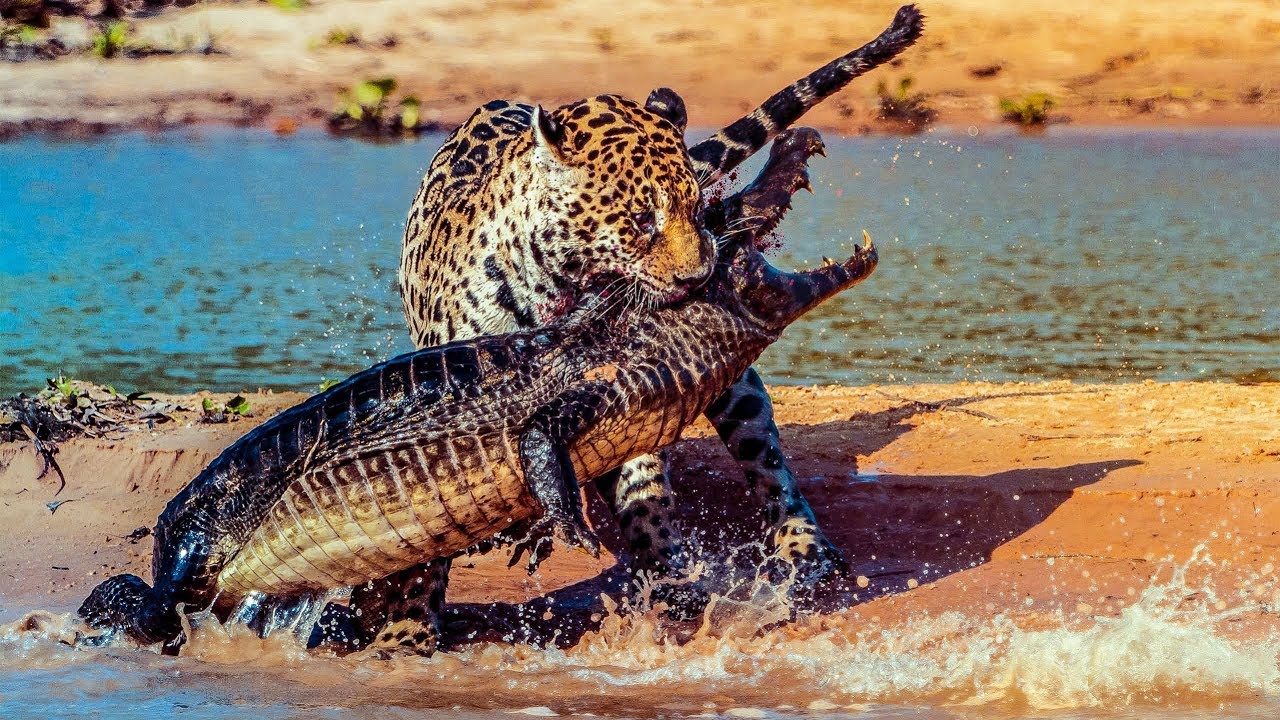 Amazing Jaguar Vs Caiman Yacare Underwater In South America
