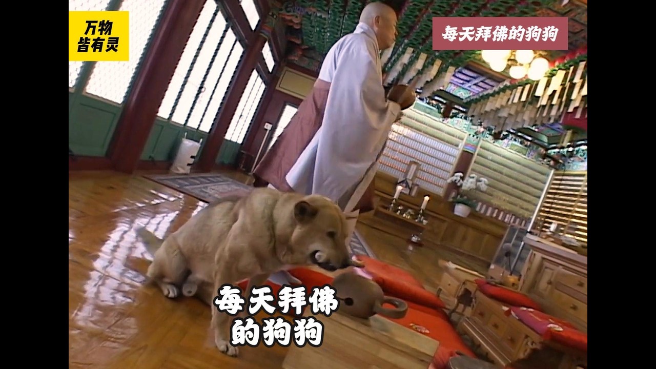 每天拜佛的狗狗在家吃肉，在寺庙却只吃素，主人竟是基督徒A dog that worships Buddha every day eats meat at home