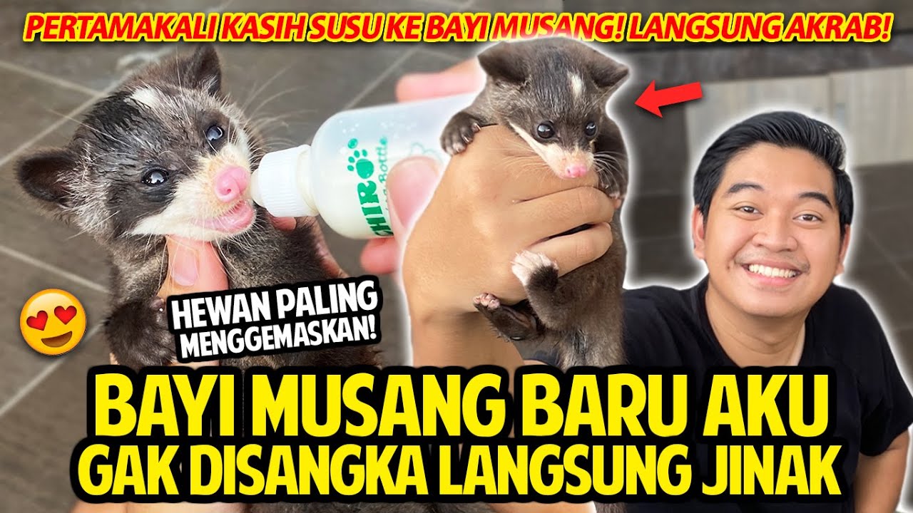 BAYI MUSANG BARU AKU GAK DISANGKA LANGSUNG JINAK! PERTAMA KALI KASIH SUSU KE MUSANG! HEWAN TERGEMES!