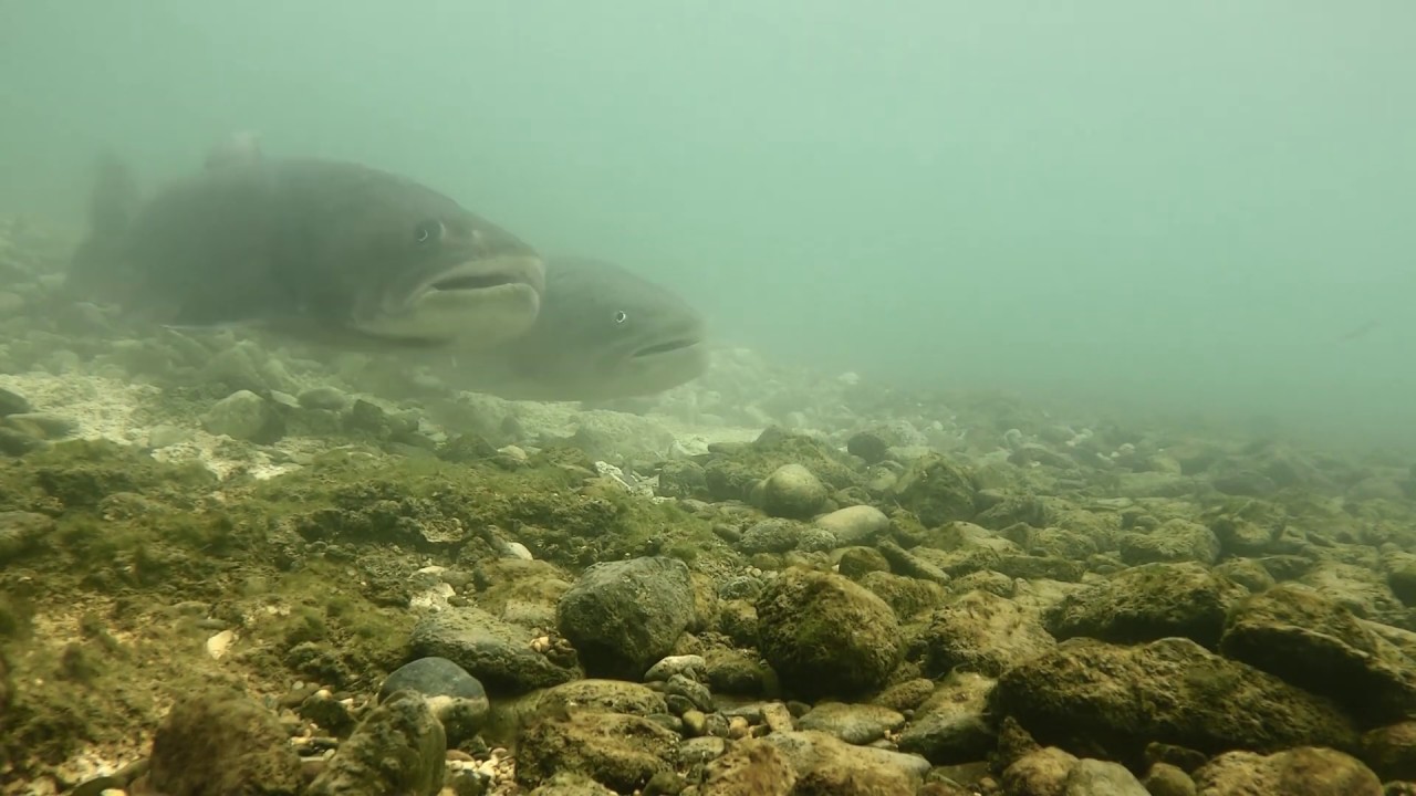 Mrijest Mladice u rijeci Sani na reviru Zmajevac / Hucho spawning on the river Sana (Ključ BiH 2020)