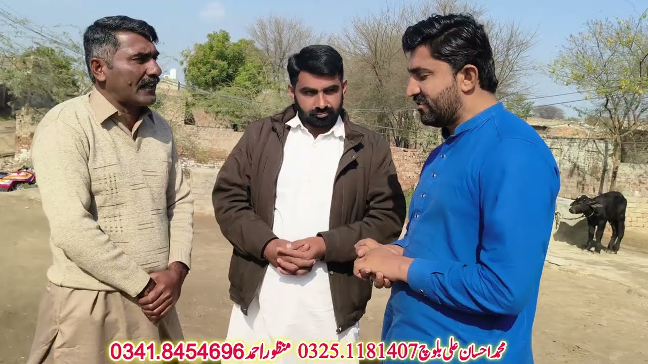 محمداحسان بلوچ407گ ب {04عددبھینسیں23جنوری} Pure Neli,Nili Ravi Cross Buffalo for Sale on Eitfaaq Tv 