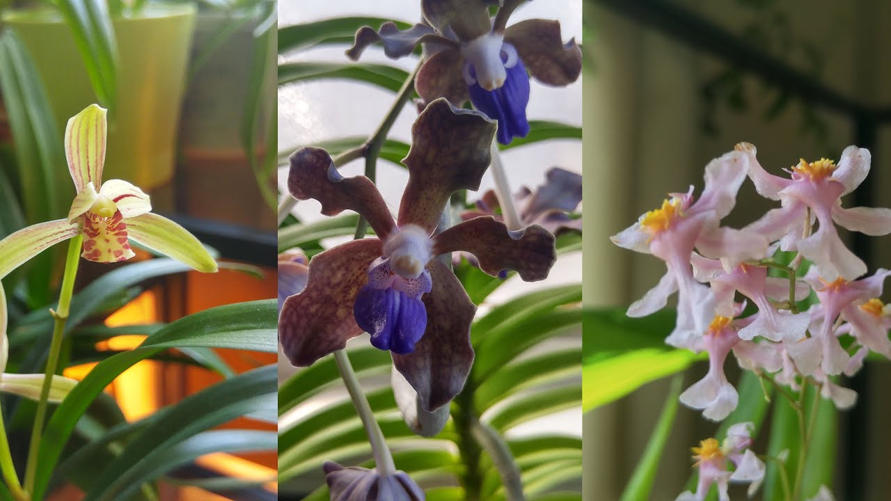 Blooms and fragrances: vanda tessellata blue, cymbidium ensifolium and oncidium sotoanum