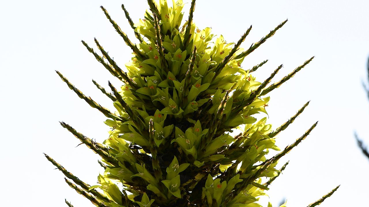 Beauty Beyond The Thorns - Chagual (Puya Chilensis)