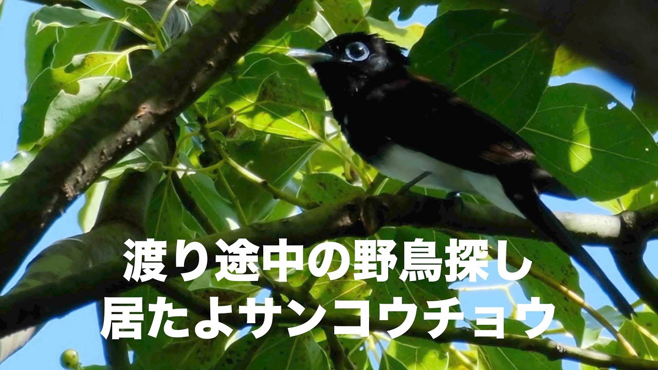 9月13日水元公園に渡りの野鳥を探しに 猛禽も現る