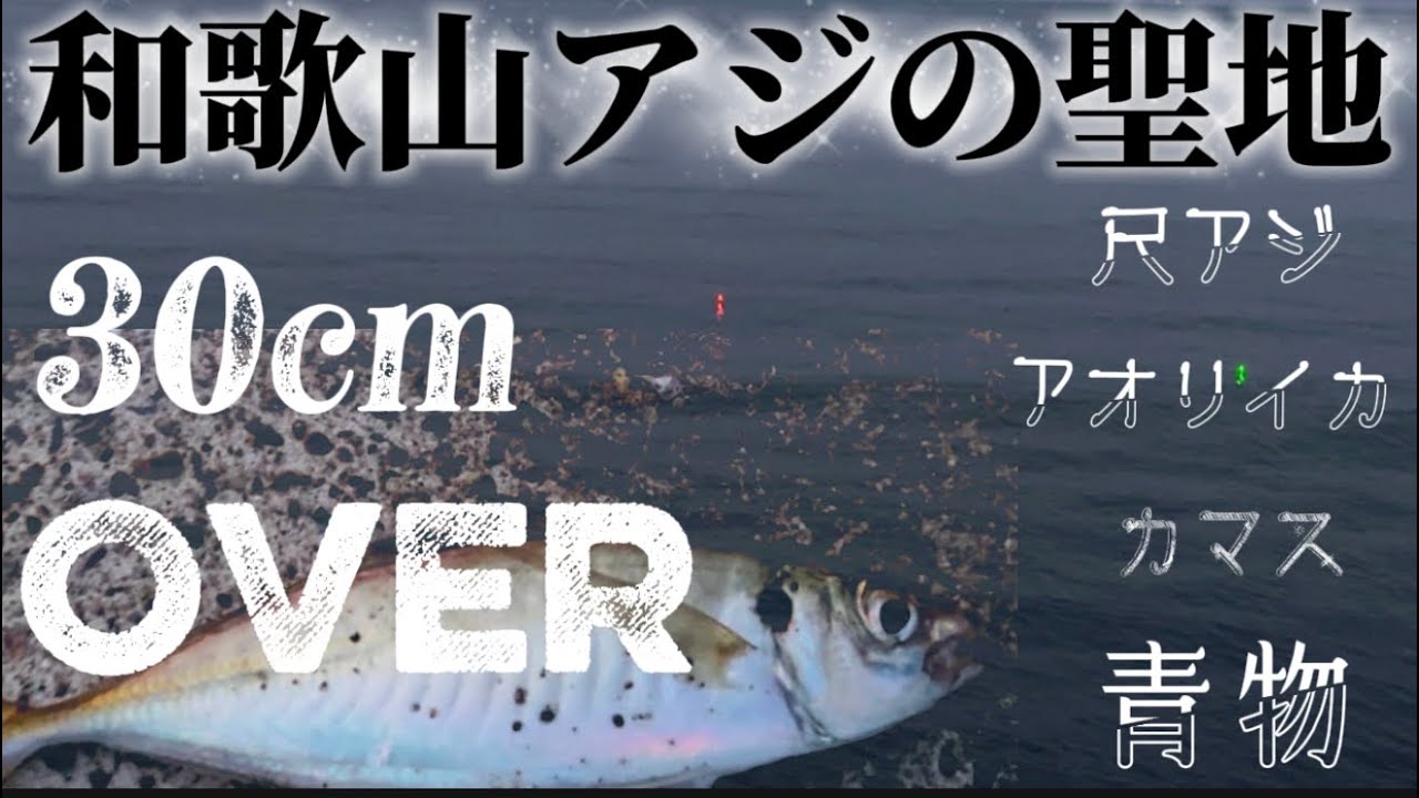 【和歌山アジ釣り】アジの聖地和歌山で30cmオーバーの尺アジ『アオリイカ』『カマス』『青物』朝マズメ
