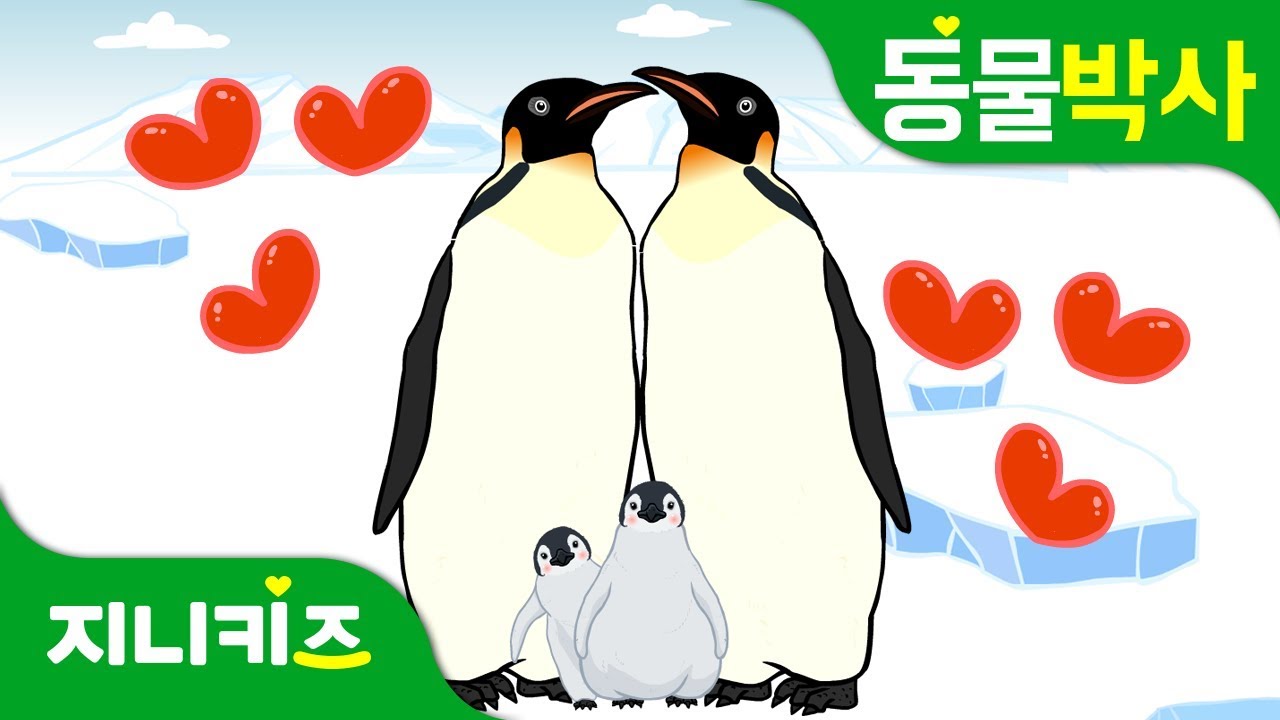 우리 아빠는 황제펭귄! | 황제펭귄의 특징과 습성 | 동물박사★지니키즈