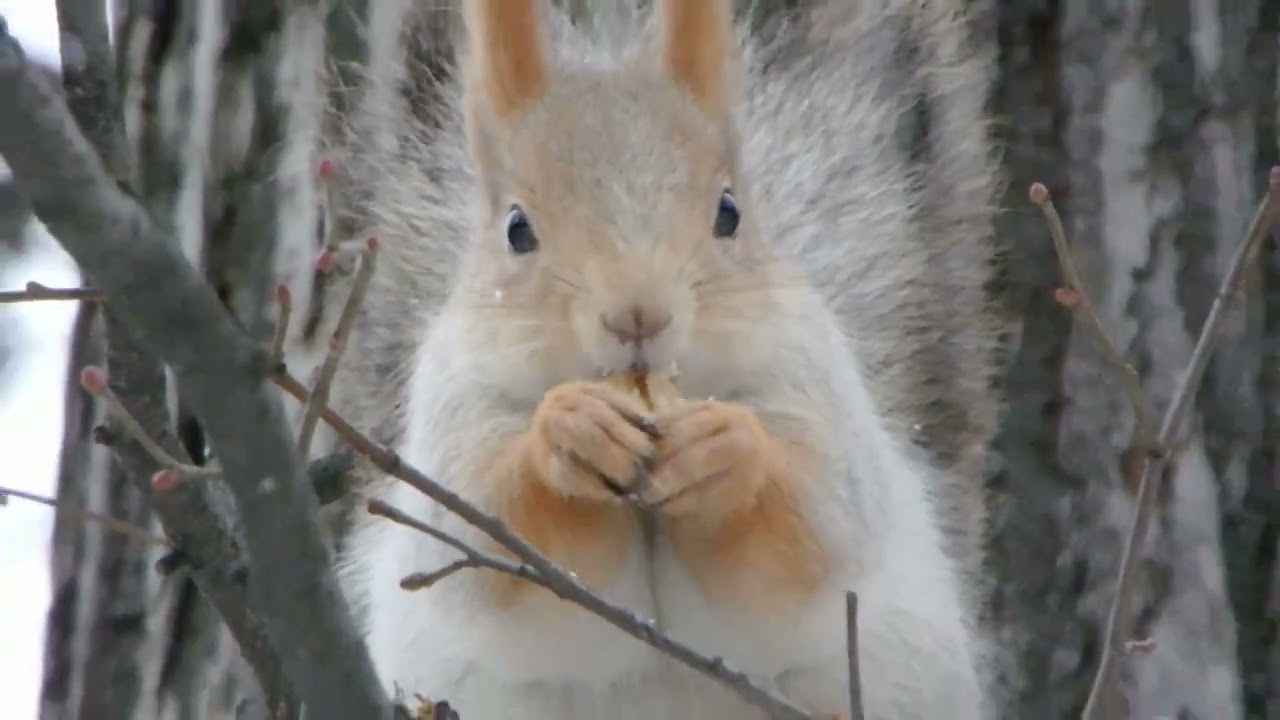 Белки. Свежая подборка / Squirrels. Fresh selection