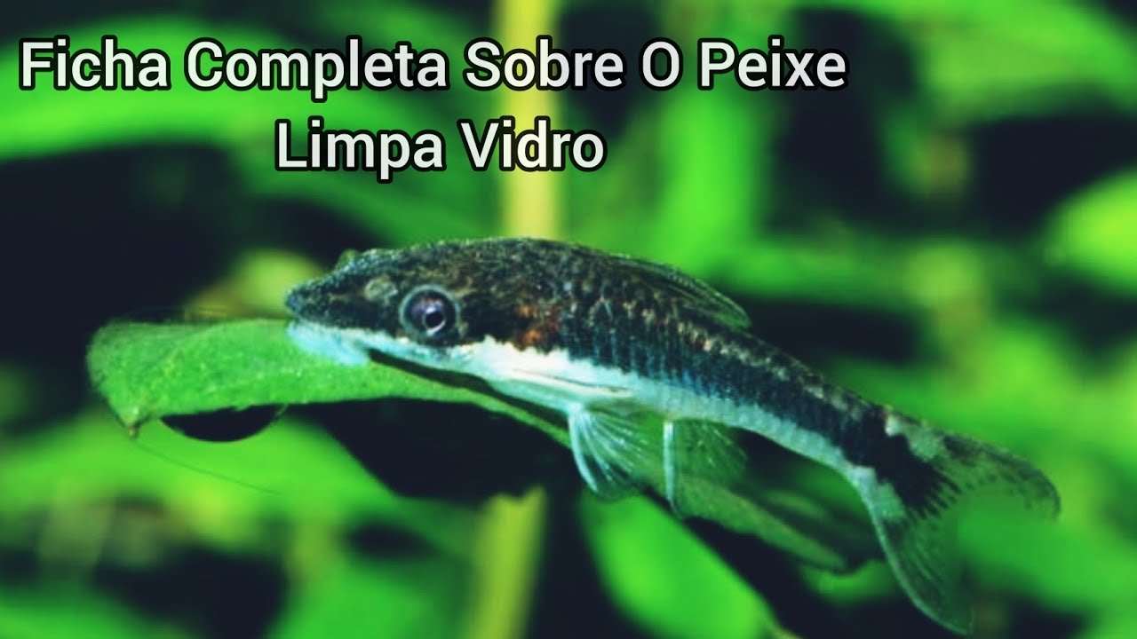 Peixe limpa vidro o DESTRUÍDOR de Algas!  #ep10