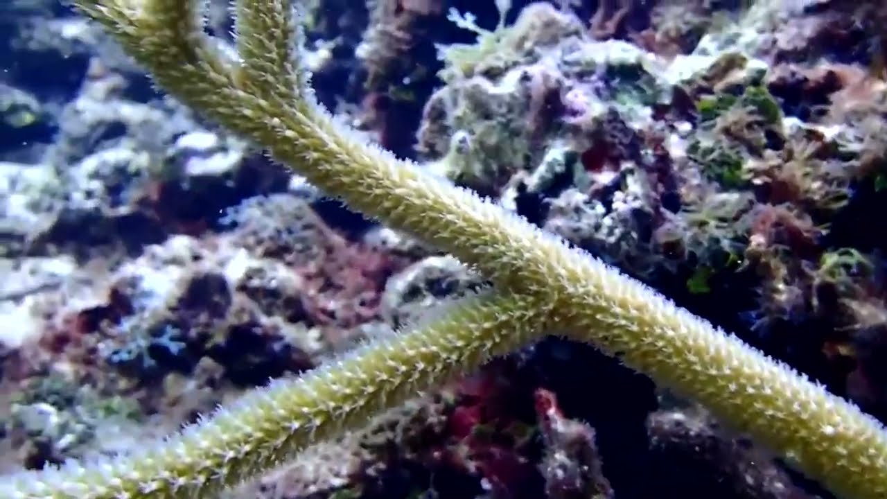 Coral reef bleaching at tipping point due to global warming | REUTERS