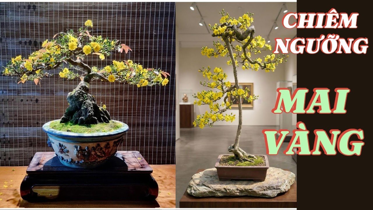 Chiêm Ngưỡng Mai Vàng Bonsai | Thưởng Lãm Vẻ Đẹp Tĩnh Lặng Ngày Xuân#caycanh #bonsai #bonsaidep