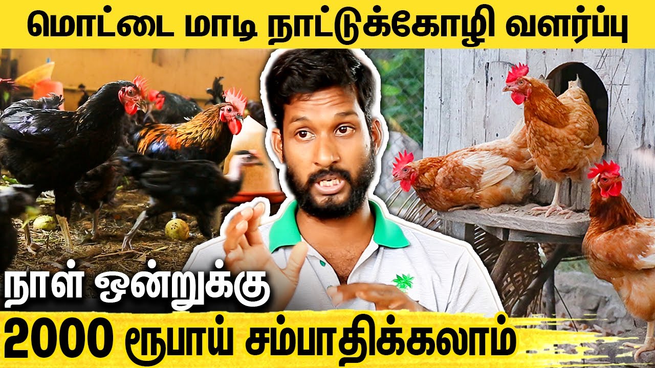 நாட்டுக்கோழி வளர்ப்பு : ஒரு மணி நேரம் செலவு செய்தால் போதும் : Terrace Chicken Farm in Tamil