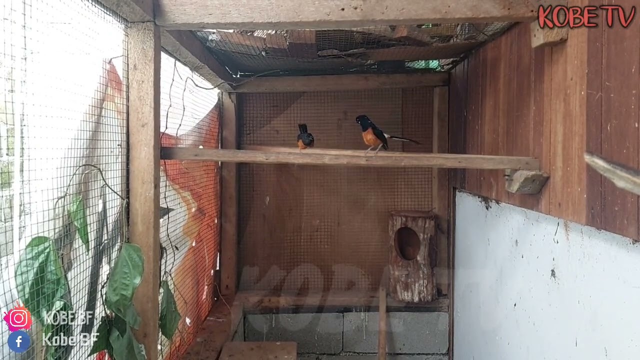 CIRI-CIRI BELUM BISA DI SATUKAN DALAM KANDANG TANGKARAN MURAI BATU‼️