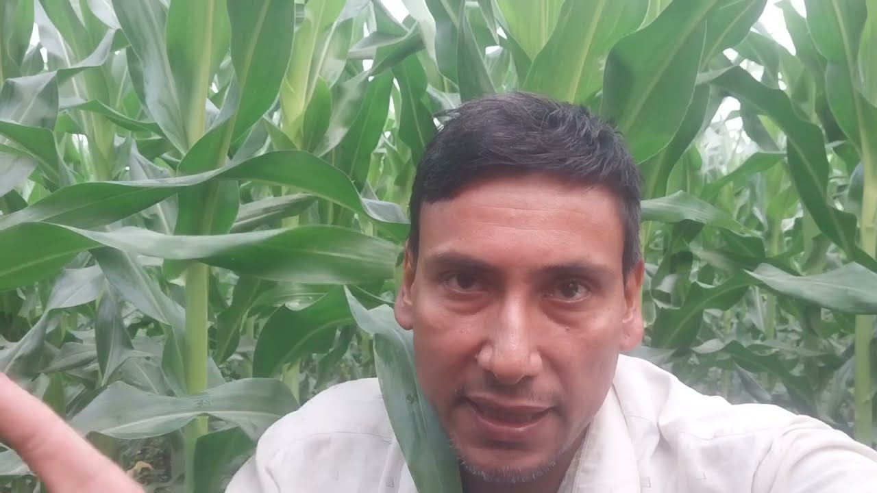 मकैको उत्पादन वृद्धिका लागि १० पाते मकैमा नाइट्रोजन मल युरिया दिदा हुने फाइदा र मल दिने सही तरिका।।
