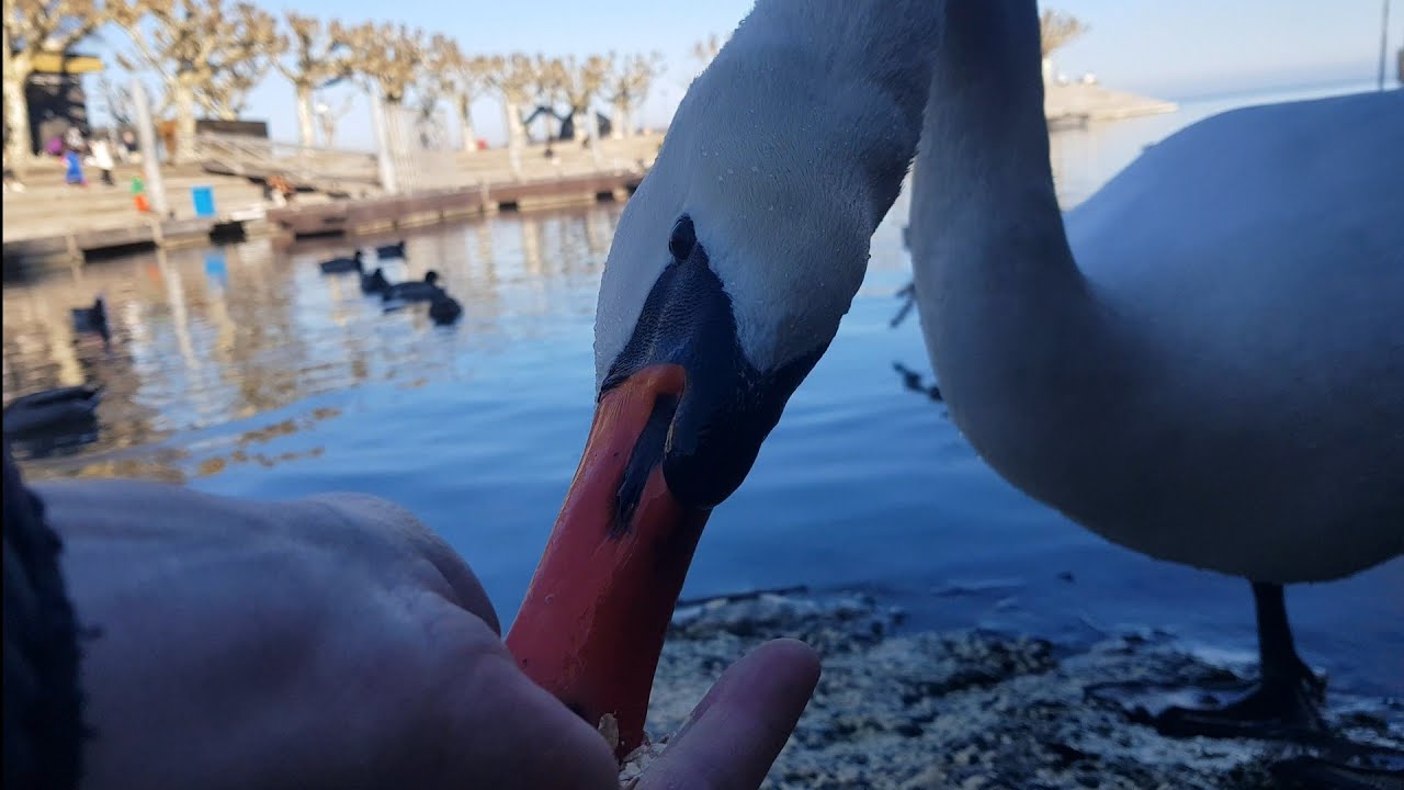 Neue 🦢 Freunde in Konstanz gefunden😍...(made new friends in Konstanz)