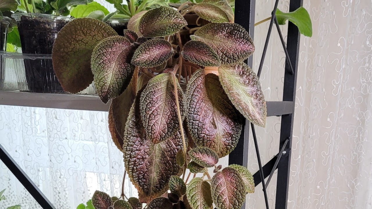 EPİSCİA ÇİÇEK BAKIMI VE ÜRETİMİ