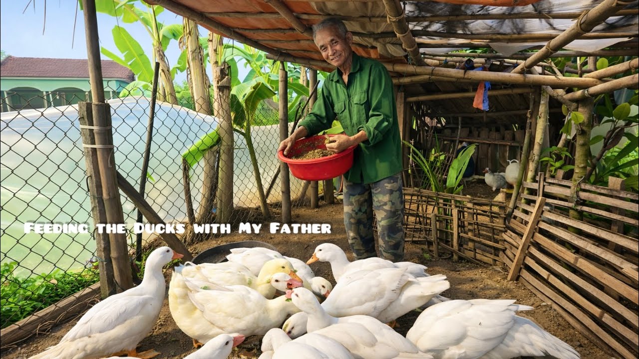 Following My Father to Feed the Ducks and Chickens – Peaceful Village Life in Vietnam