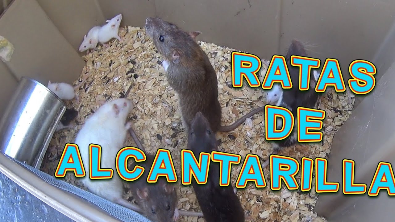 Criadero de ratas de alcantarilla actualización y crecimiento (Mario Blogs)