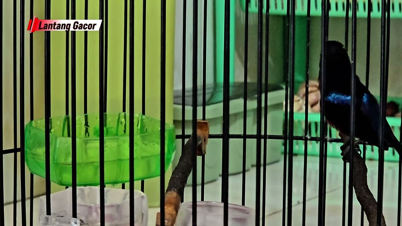 Konin suara vokal. #birds #konin 
