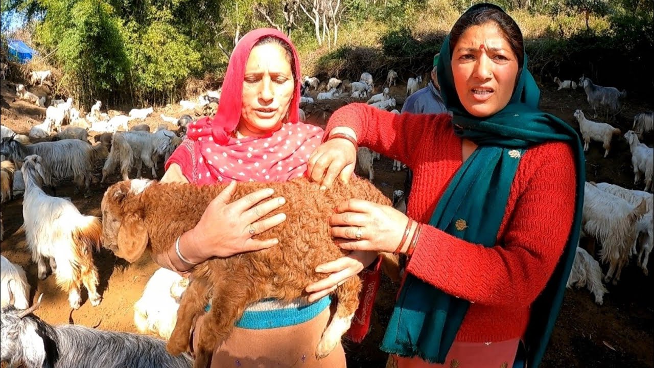 The RAREST Sheep in the World: Brown Gaddi Sheep