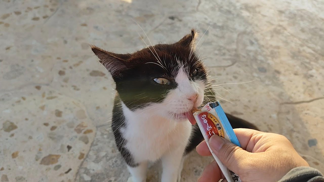 2026.1.18 猫巡り ビーチ猫のみなみちゃんにちゅ～るを