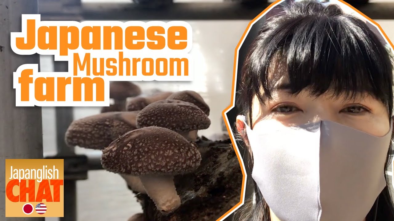 Kurihare Shiitake mushroom farm in Saitama, Japan