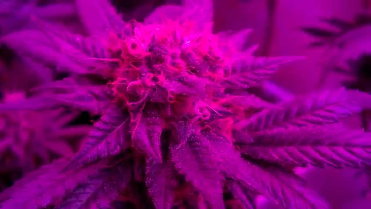 CF's GooBerry #1 [Close Up]
