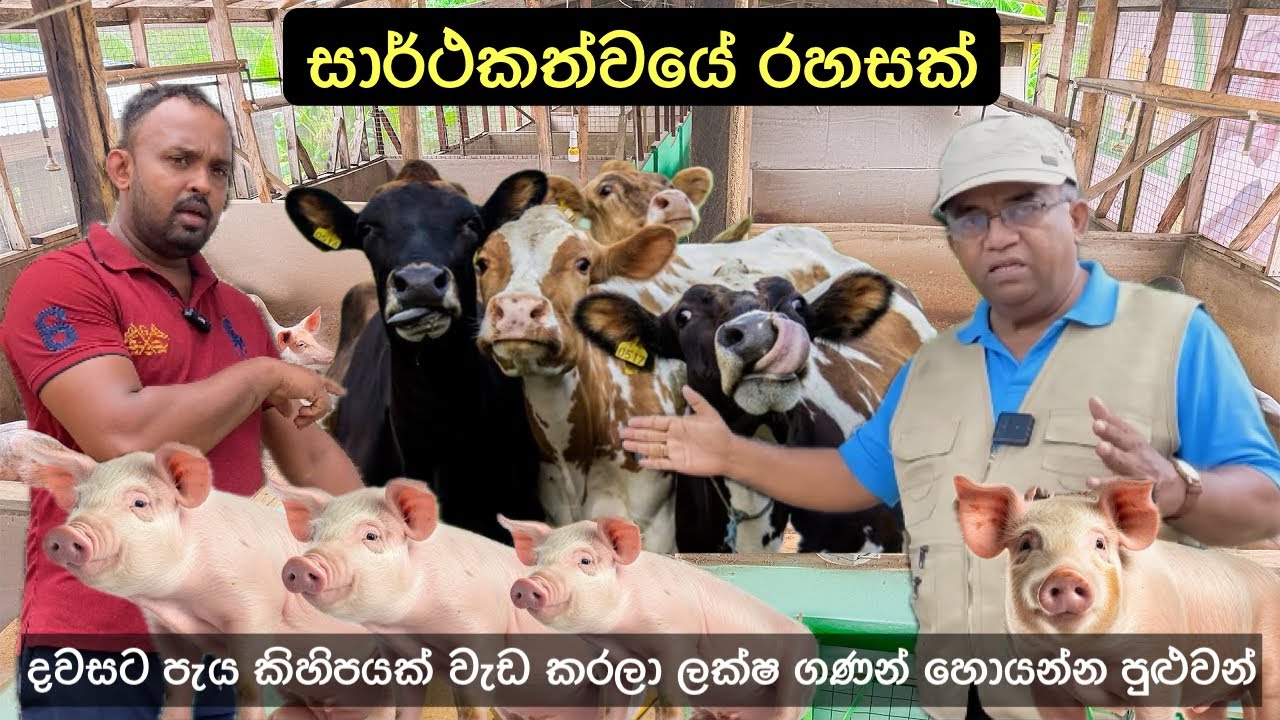 කිරි ගවයන්, ඌරන් සහ එළුවන් ඇති කරන සුපිරි ගොවිපලක් 🐄🐐 |  පටන් ගන්න ඇත්තටම ලාභදායි🥛💵