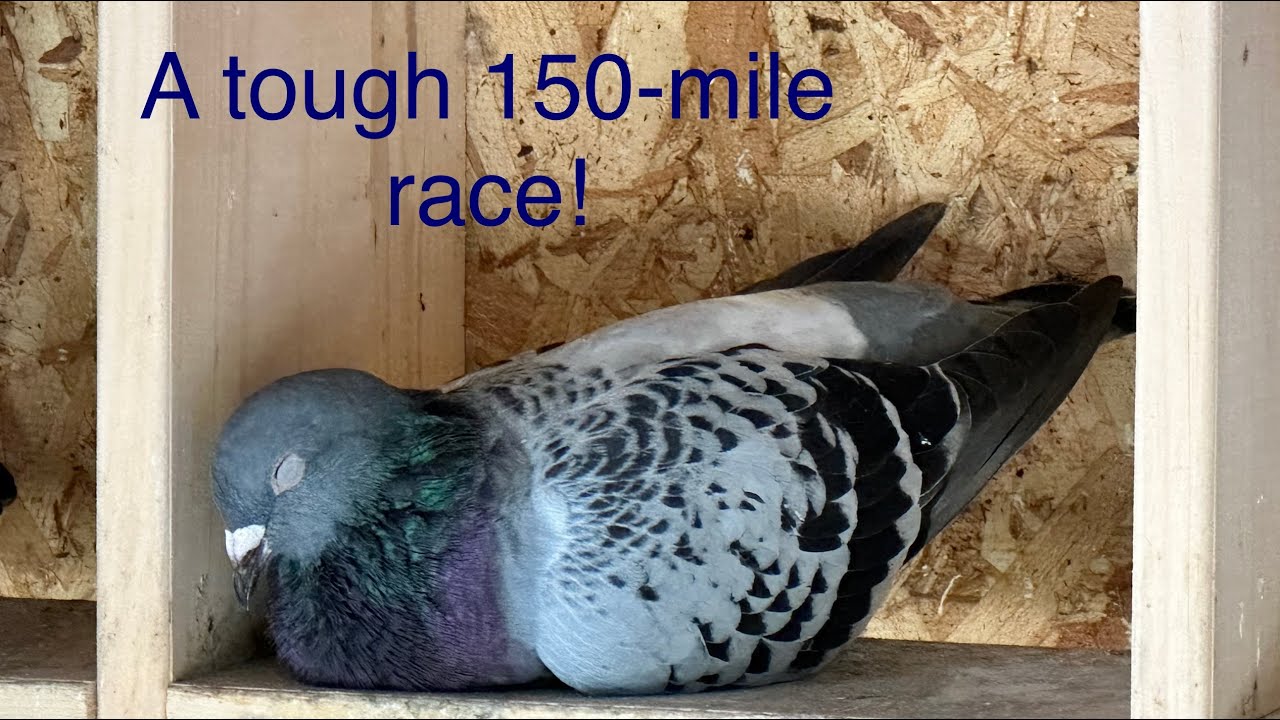 2023.15 - Race #3: a tough 150-mile race