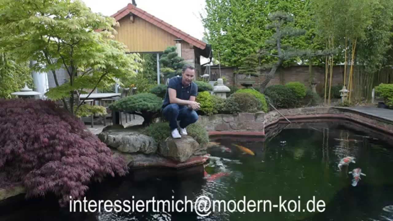 Modern Koi Blog #167 - Koi aus Super-Koi-Teich abzugeben