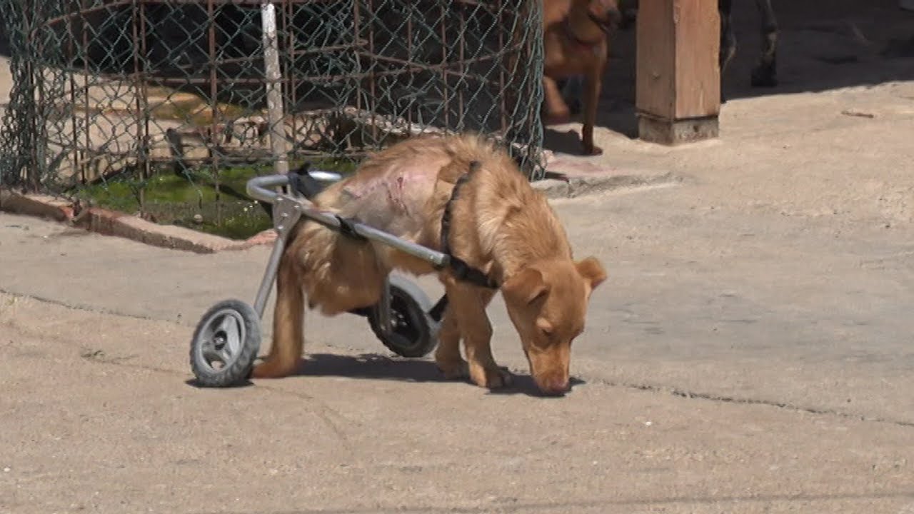 Tužna sudbina pasa