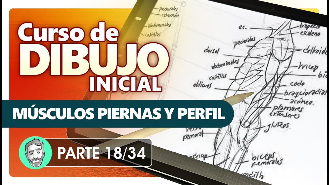 Curso de Dibujo Inicial | 18. Musculatura: Piernas y Perfil