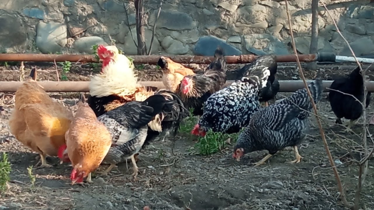 Toyuqlara cuma xəstəliyi düşdüsə yerlərini necə dezinfeksiya etmək lazımdır ❓