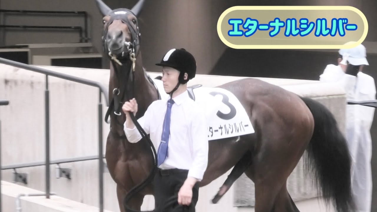 牡馬しかいないのにおてぃんが暴れだすエターナルシルバー