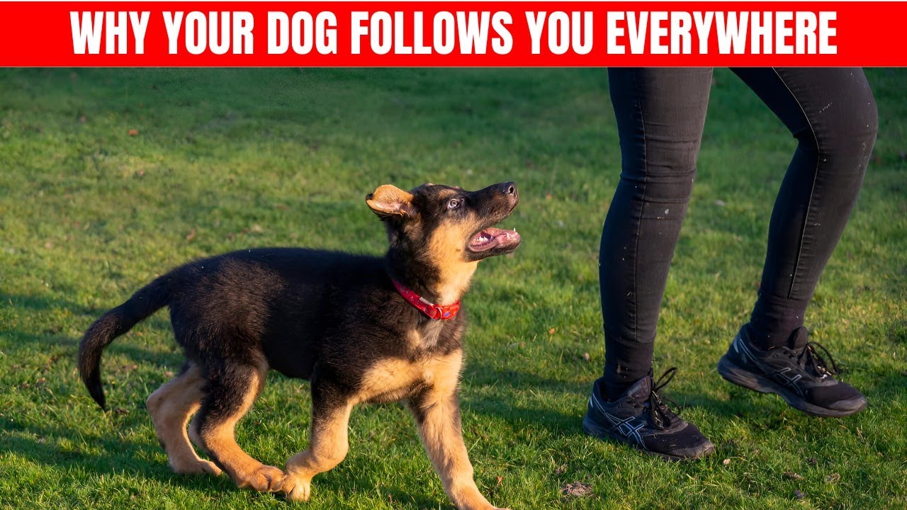 10 Reasons Your Dog Follows You Everywhere and What It Means